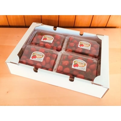 愛媛県久万高原町産 ミニトマト(品種:アイコ)　1.4kg