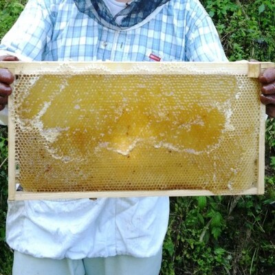 みつばちのダンス「山と海のはちみつセット(150g×3個)」