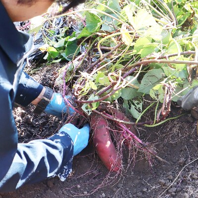 久万高原産さつまいも(紅はるか)3kg