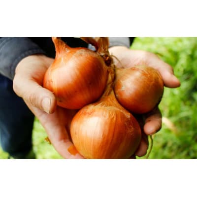 【生島農園】高原育ち 玉ねぎ 3kg(約15個前後)