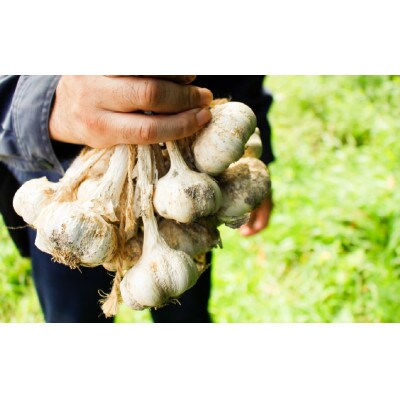 【生島農園】高原育ち にんにく 500g(約7個前後)