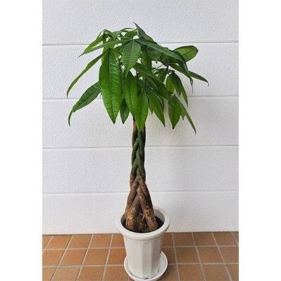 パキラ7号サイズ お礼品詳細 ふるさと納税なら さとふる