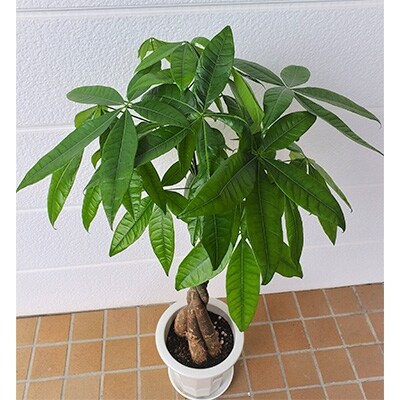 パキラ7号サイズ お礼品詳細 ふるさと納税なら さとふる