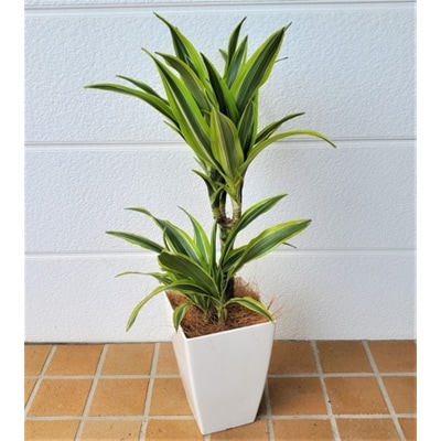 観葉植物 ドラセナ レモンライム6号ホワイト鉢 受け皿付 指宿の観葉植物 お礼品詳細 ふるさと納税なら さとふる
