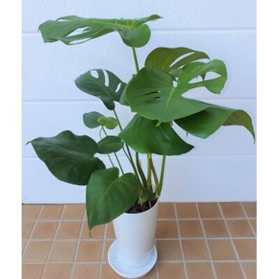モンステラ7号ホワイト鉢 受け皿付 指宿の観葉植物 お礼品詳細 ふるさと納税なら さとふる モンステラ7号ホワイト鉢 受け皿付 指宿の観葉植物 お礼品詳細 ふるさと納税なら さとふる