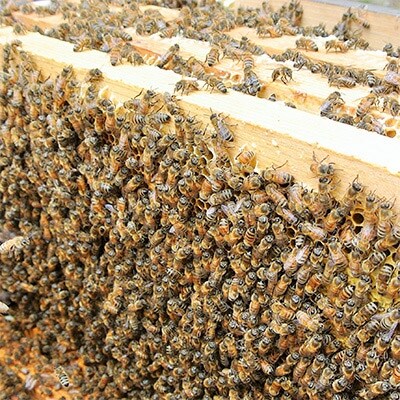 南国指宿の花々から採れた純粋はちみつ 600g