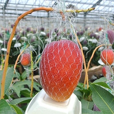 『令和元年グランプリ受賞』鹿児島県産 温泉完熟マンゴー 約2kg(4~6玉)
