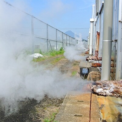 『令和元年グランプリ受賞』鹿児島県産 温泉完熟マンゴー 約2kg(4~6玉)