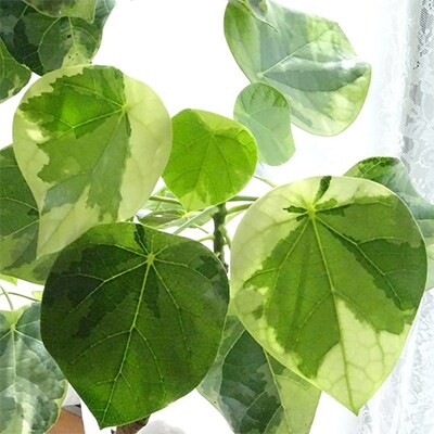 特許 品種取得 世界にたったひとつだけの木 ラブリーハート 7号陶器鉢 専用受け皿付き お礼品詳細 ふるさと納税なら さとふる 特許 品種取得 世界にたったひとつだけの木 ラブリーハート 7号陶器鉢 専用受け皿付き お礼品詳細 ふるさと納税なら さとふる