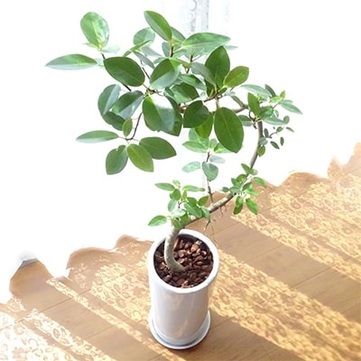 観葉植物 フランスゴム 7号陶器鉢 専用受け皿付き お礼品詳細 ふるさと納税なら さとふる 観葉植物 フランスゴム 7号陶器鉢 専用受け皿付き お礼品詳細 ふるさと納税なら さとふる