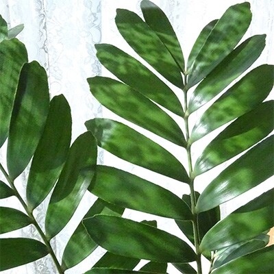 観葉植物 ザミア・プミラ 8号ホワイト鉢(専用受け皿付き)