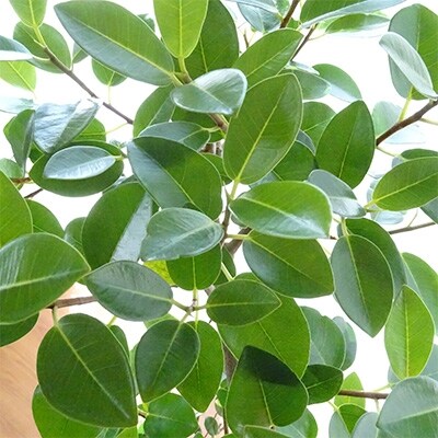 観葉植物 フランスゴム 8号ホワイト鉢(専用受け皿付き)