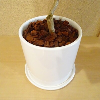 『特許 品種取得』世界にたったひとつだけの木 ラブリーハート 5号陶器鉢(専用受け皿付き)