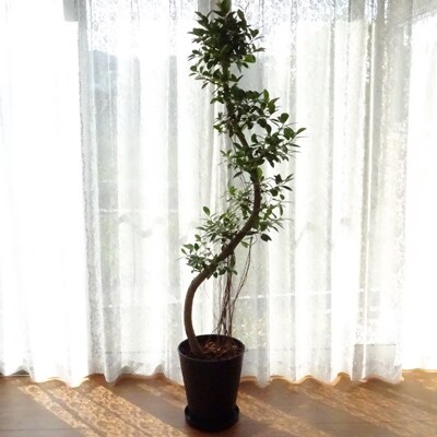 【2021年3月末終了】観葉植物 フランスゴム 10号ブラック鉢(専用受け皿付き)