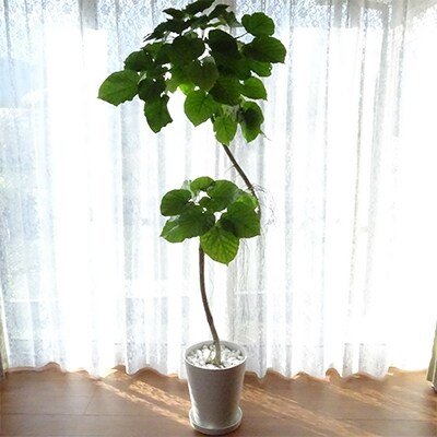 21年3月末終了 観葉植物 ウンべラータ 10号ホワイト鉢 専用受け皿付き お礼品詳細 ふるさと納税なら さとふる 21年3月末終了 観葉植物 ウンべラータ 10号ホワイト鉢 専用受け皿付き お礼品詳細 ふるさと納税なら さとふる