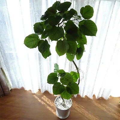 【2021年3月末終了】観葉植物 ウンべラータ 10号ホワイト鉢(専用受け皿付き)