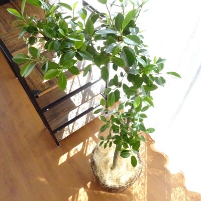 観葉植物 フランスゴム 8号 北欧風鉢カバー仕立て お礼品詳細 ふるさと納税なら さとふる 観葉植物 フランスゴム 8号 北欧風鉢カバー仕立て お礼品詳細 ふるさと納税なら さとふる