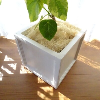 観葉植物 特許 品種取得 世界にたったひとつだけの木 ラブリーハート 8号キューブ ホワイト鉢仕立て お礼品詳細 ふるさと納税なら さとふる 観葉植物 特許 品種取得 世界にたったひとつだけの木 ラブリーハート 8号キューブ ホワイト鉢仕立て お礼品詳細 ふるさと納税なら さとふる
