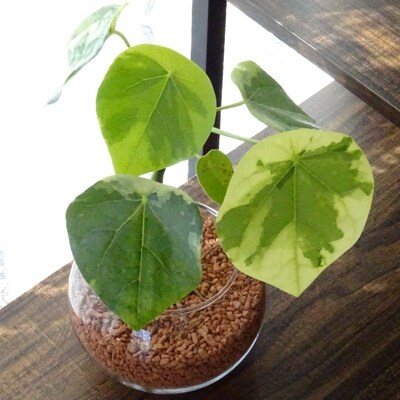 観葉植物 特許 品種取得 世界にたったひとつだけの木 ラブリーハート 4号ガラス鉢 セラミス仕立て お礼品詳細 ふるさと納税なら さとふる 観葉植物 特許 品種取得 世界にたったひとつだけの木 ラブリーハート 4号ガラス鉢 セラミス仕立て お礼品詳細 ふるさと納税なら さとふる