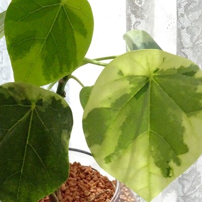 観葉植物 特許 品種取得 世界にたったひとつだけの木 ラブリーハート 4号ガラス鉢 セラミス仕立て お礼品詳細 ふるさと納税なら さとふる 観葉植物 特許 品種取得 世界にたったひとつだけの木 ラブリーハート 4号ガラス鉢 セラミス仕立て お礼品詳細 ふるさと納税なら さとふる