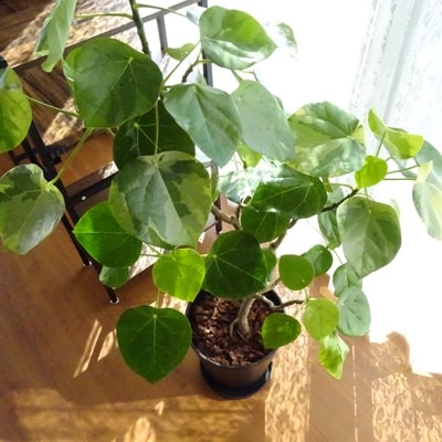 観葉植物 特許 品種取得 世界にたったひとつだけの木 ラブリーハート 10号 ブラック鉢 お礼品詳細 ふるさと納税なら さとふる 観葉植物 特許 品種取得 世界にたったひとつだけの木 ラブリーハート 10号 ブラック鉢 お礼品詳細 ふるさと納税なら さとふる