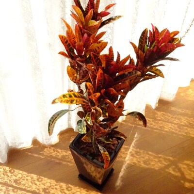 観葉植物 クロトン 8号 ブラック角陶器鉢 専用皿付き お礼品詳細 ふるさと納税なら さとふる 観葉植物 クロトン 8号 ブラック角陶器鉢 専用皿付き お礼品詳細 ふるさと納税なら さとふる