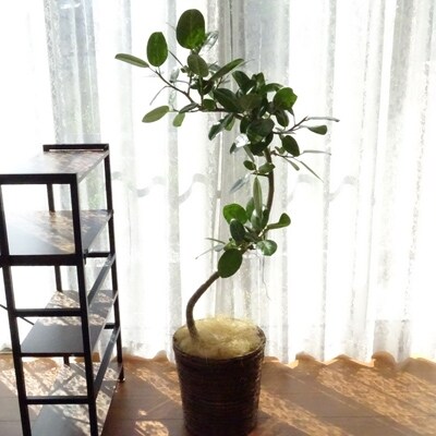 観葉植物 フィカス ベンガレンシス 8号 北欧風鉢カバー仕立て お礼品詳細 ふるさと納税なら さとふる 観葉植物 フィカス ベンガレンシス 8号 北欧風鉢カバー仕立て お礼品詳細 ふるさと納税なら さとふる