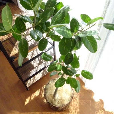 観葉植物 フィカス ベンガレンシス 8号 北欧風鉢カバー仕立て お礼品詳細 ふるさと納税なら さとふる 観葉植物 フィカス ベンガレンシス 8号 北欧風鉢カバー仕立て お礼品詳細 ふるさと納税なら さとふる