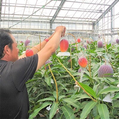 地下から湧き出る温泉と蒸気熱を利用栽培した温泉完熟マンゴー 約1kg(2~3玉)