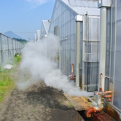 地下から湧き出る温泉と蒸気熱を利用栽培した温泉完熟マンゴー 約1kg(2~3玉)