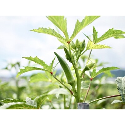 【指宿オクラ】ねばねば野菜の濃縮マスク(オクラ) 10枚入×3個