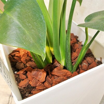鹿児島県指宿市 観葉植物 モンステラ7号サイズ 白色プラスチック鉢(受け皿付き)