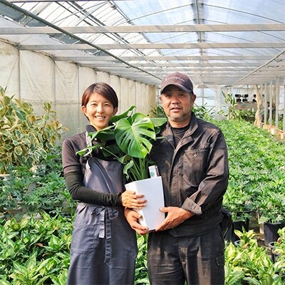 鹿児島県指宿市 観葉植物 モンステラ7号サイズ 白色プラスチック鉢(受け皿付き)