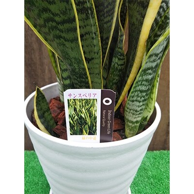 鹿児島県指宿市 観葉植物 サンスベリア ローレンティー7号サイズ 白色プラスチック鉢 受け皿付き お礼品詳細 ふるさと納税なら さとふる