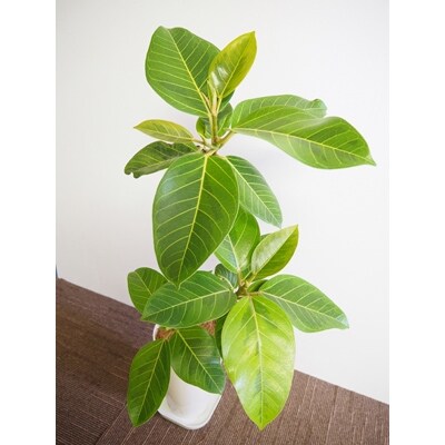 観葉植物 S字曲げアルテシーマ7号鉢 受皿付き 弓指園芸 お礼品詳細 ふるさと納税なら さとふる