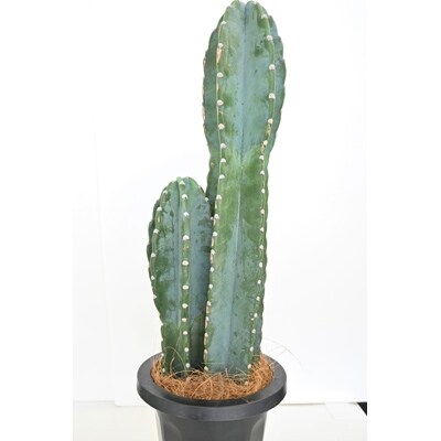 観葉植物 二本立ち 柱サボテン 7号サイズ お礼品詳細 ふるさと納税なら さとふる