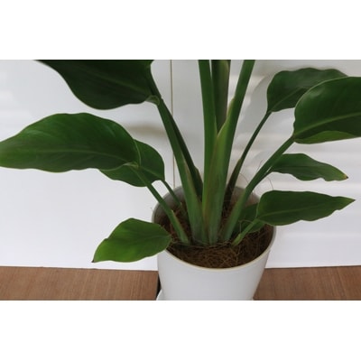 観葉植物 オーガスタ 7号サイズ お礼品詳細 ふるさと納税なら さとふる 観葉植物 オーガスタ 7号サイズ お礼品詳細 ふるさと納税なら さとふる