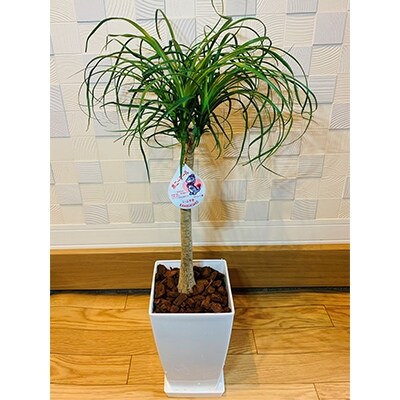 観葉植物 ポニーテール7号 鎌ケ迫園芸場 お礼品詳細 ふるさと納税なら さとふる 観葉植物 ポニーテール7号 鎌ケ迫園芸場 お礼品詳細 ふるさと納税なら さとふる