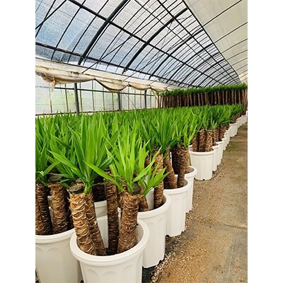観葉植物 ユッカ エレファンティペス7号 鎌ケ迫園芸場 お礼品詳細 ふるさと納税なら さとふる