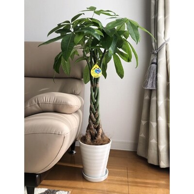 観葉植物 パキラ7号 鎌ヶ迫園芸場 お礼品詳細 ふるさと納税なら さとふる