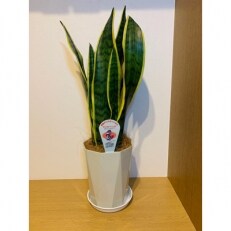 観葉植物 サンスベリア ローレンティー7号 鎌ヶ迫園芸場 のレビュー 口コミ一覧 ふるさと納税サイト さとふる