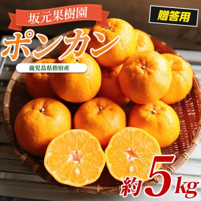 みかん農家坂元さんちのポンカン贈答用約5kg化粧箱入り(サイズおまかせ)A-103
