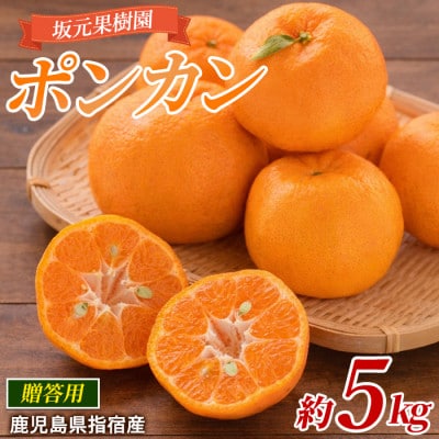 みかん農家坂元さんちのポンカン贈答用約5kg化粧箱入り(サイズおまかせ)A-103