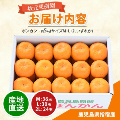みかん農家坂元さんちのポンカン贈答用約5kg化粧箱入り(サイズおまかせ)A-103