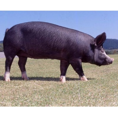 鹿児島黒豚(とんかつ用)900g(013-1303)C801