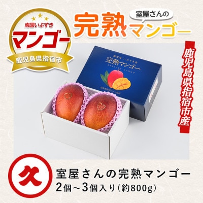 【2026年 発送】室屋さんの完熟指宿産マンゴー約800g2～3玉(IB016-001)