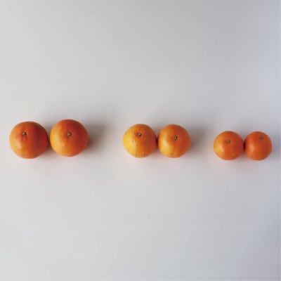 みかん農家坂元さんちのタンカンご家庭用約8kg(A-056)