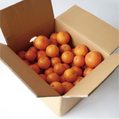 みかん農家坂元さんちのタンカンご家庭用約8kg(A-056)