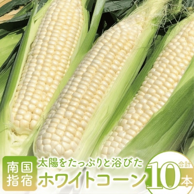 【厳選とうもろこし】指宿産ホワイトコーン10本(わくわくファームたがわ/A-226)