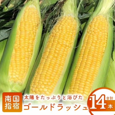 【厳選とうもろこし】指宿産ゴールドラッシュ14本(わくわくファームたがわ)A-225